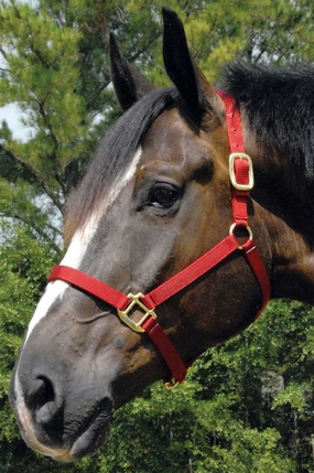 Jeffers Premium Nylon Weanling & Yearling Horse Halters, 3-Ply, 1" bird pet,aviary product
