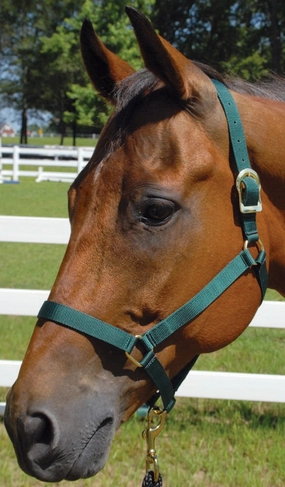 Jeffers Turnout Nylon Horse Halters, 2-Ply, 1" bird pet,aviary product