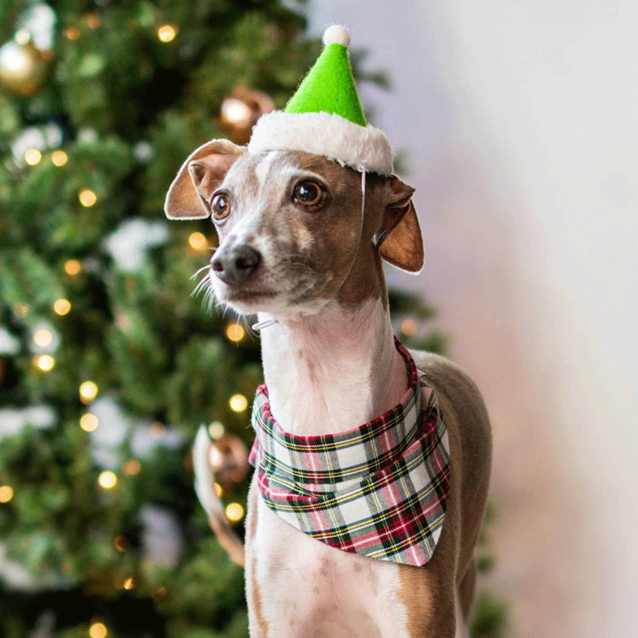 ModernBeast Holiday Hat Green Dog Apparel