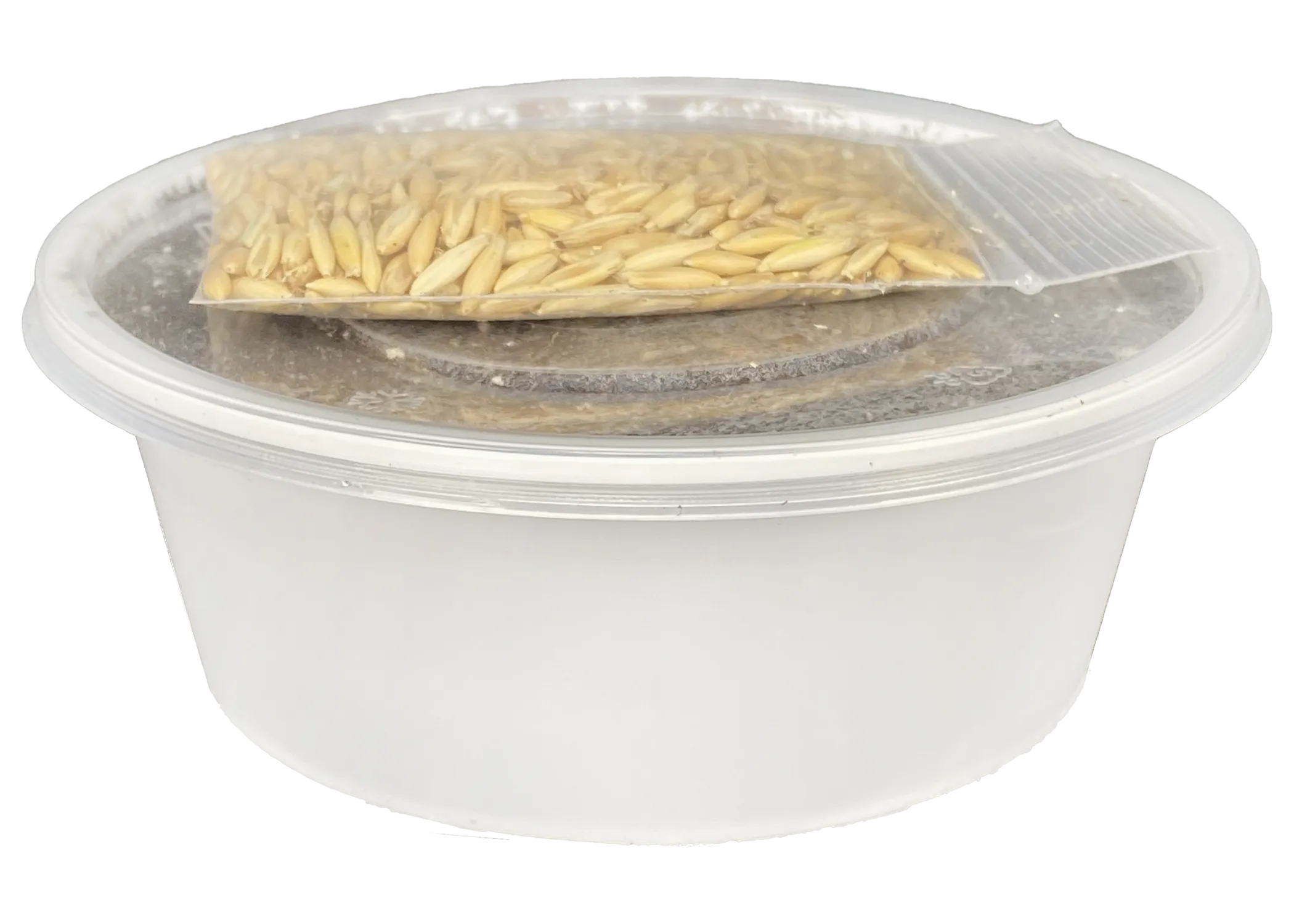 Multipet Catnip Garden Cat Grass Treat Kit for Cats