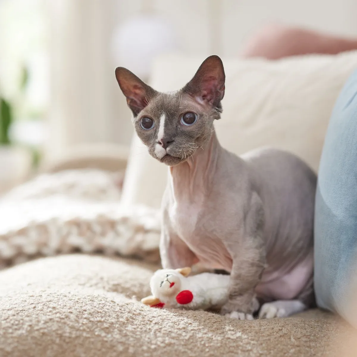 MultiPet Lamb Chop Cat Toy with Catnip