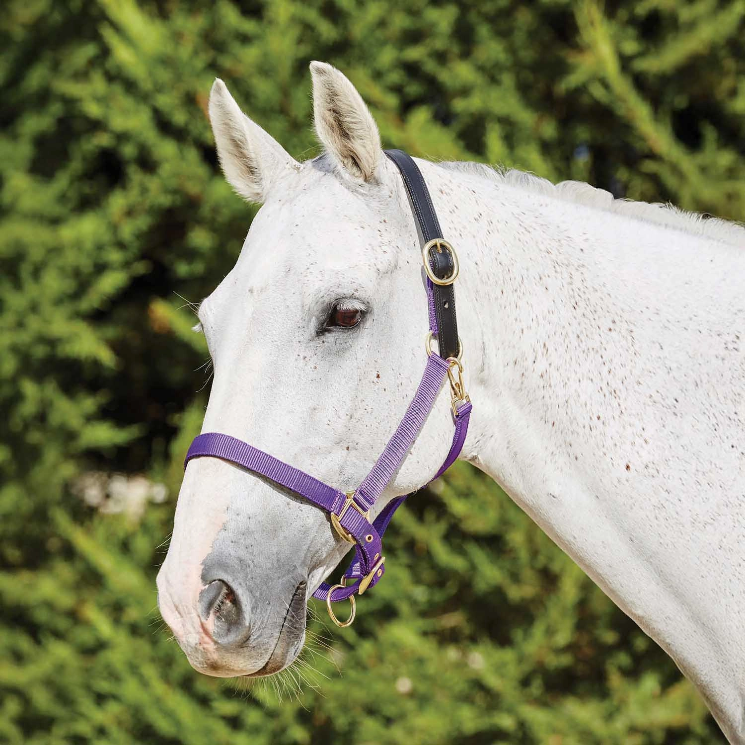Nylon Breakaway Horse Halter