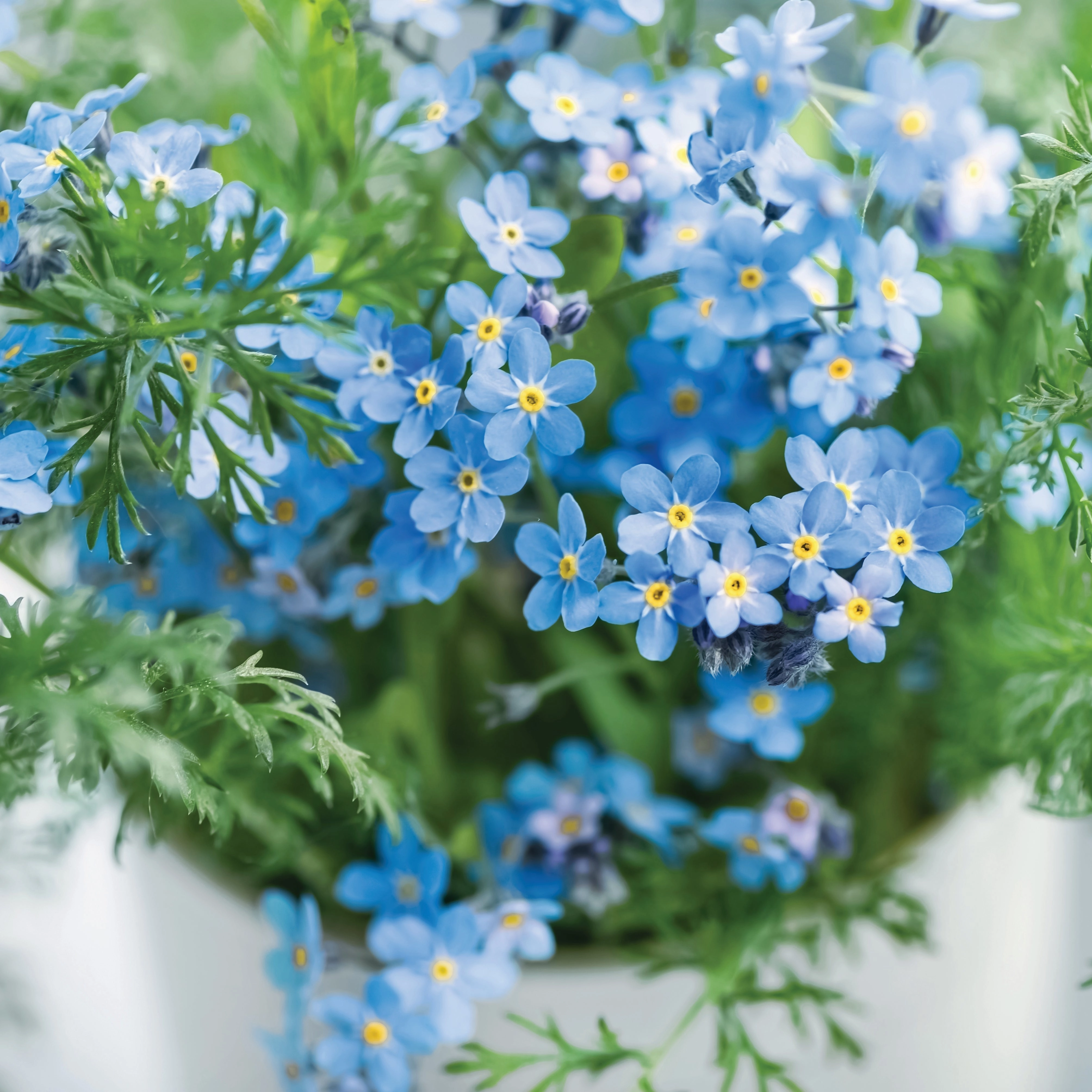 Oh So Precious Forget-Me-Not-Seeds poultry halters,bird leash