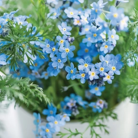 Oh So Precious Forget-Me-Not-Seeds poultry halters,bird leash