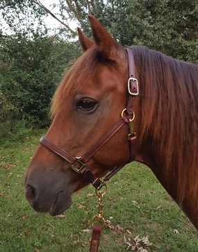 Perri's Leather Horse Halters and Leads