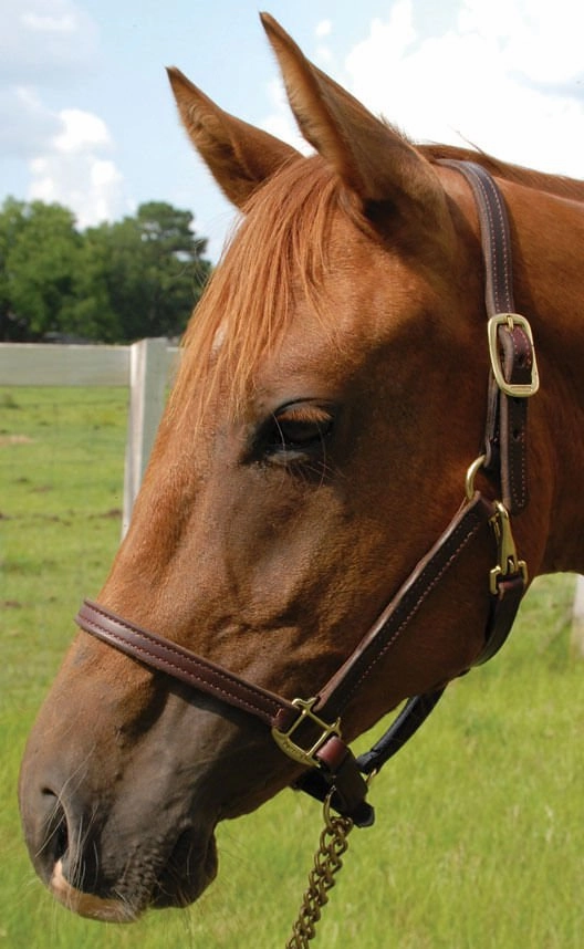 Perri's Leather Horse Halters and Leads
