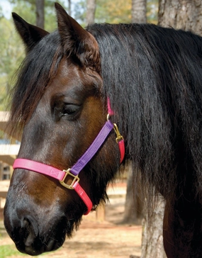 Perri's Nylon Breakaway Halter, Cob Size bird pet,aviary product