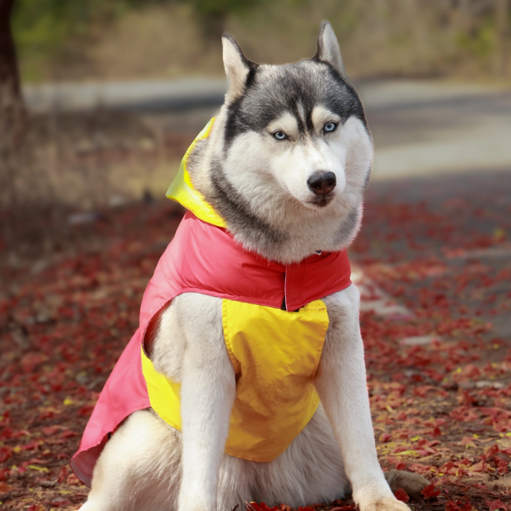 Pet Set Go Splash Waterproof Raincoat for Dogs (Red/Yellow)