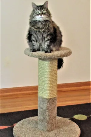 Purrniture Cat Furniture Basic Pedestal cat bed, cat blanket