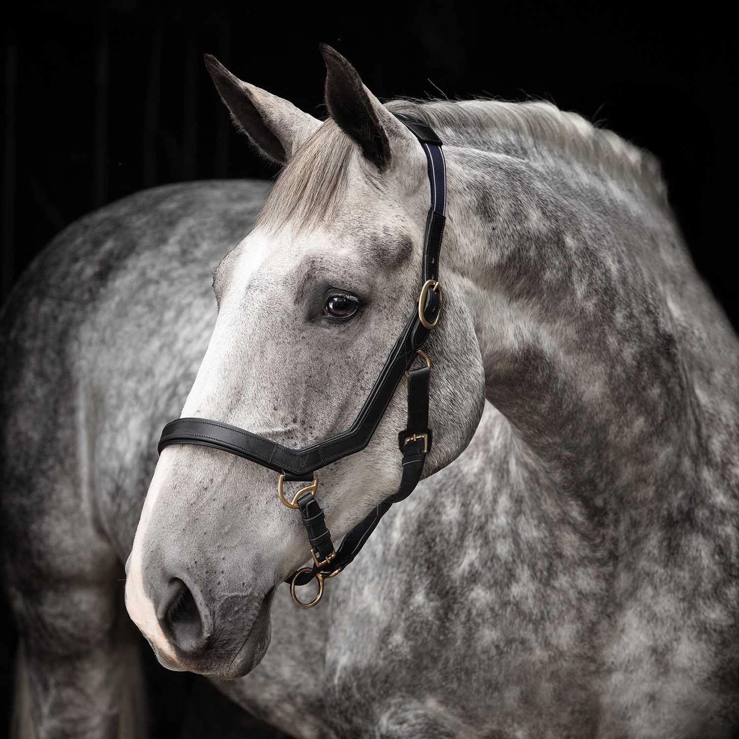 Rambo Micklem Leather Horse Halter