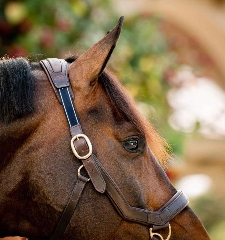 Rambo Micklem Leather Horse Halter