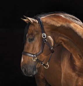 Rambo Micklem Leather Horse Halter bird pet,aviary product