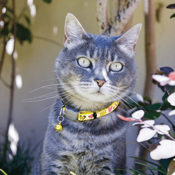 Rogz Reflecto KiddyCat Safety Release Collar