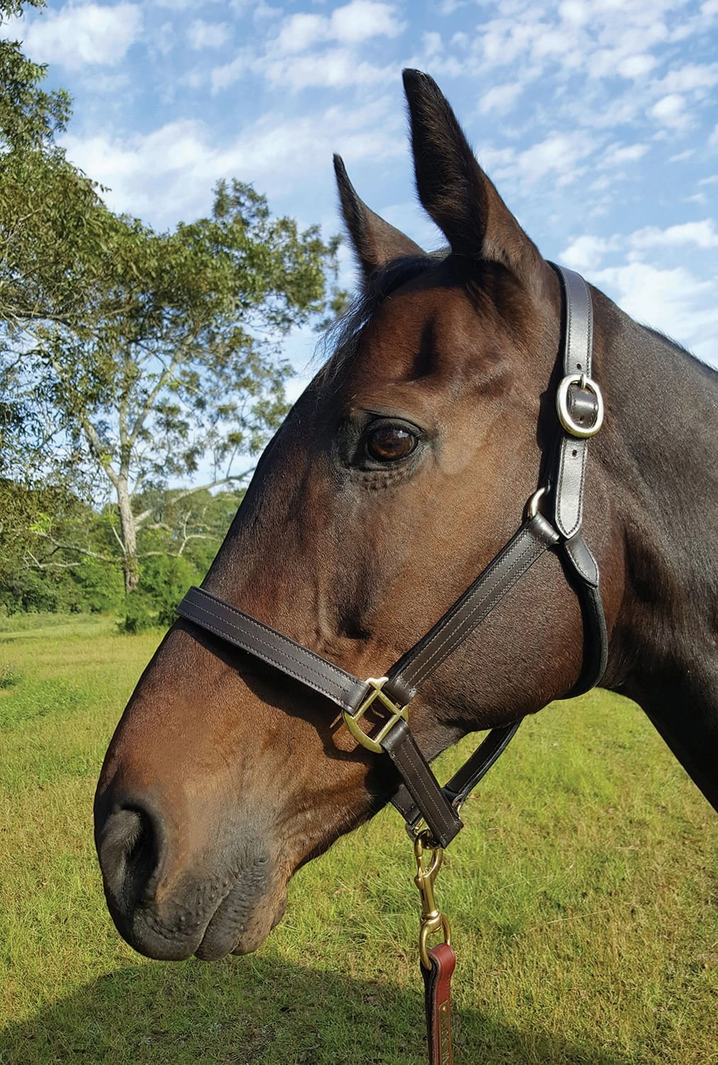 Royal King Preakness Leather Track Horse Halter