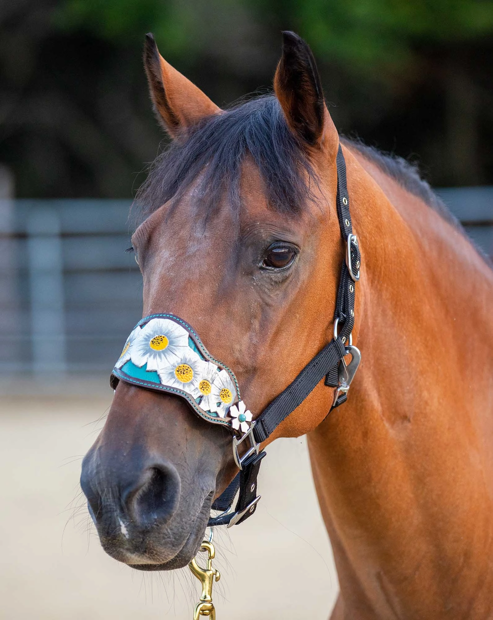 Showman Poppy Flower Bronc Nose Halter