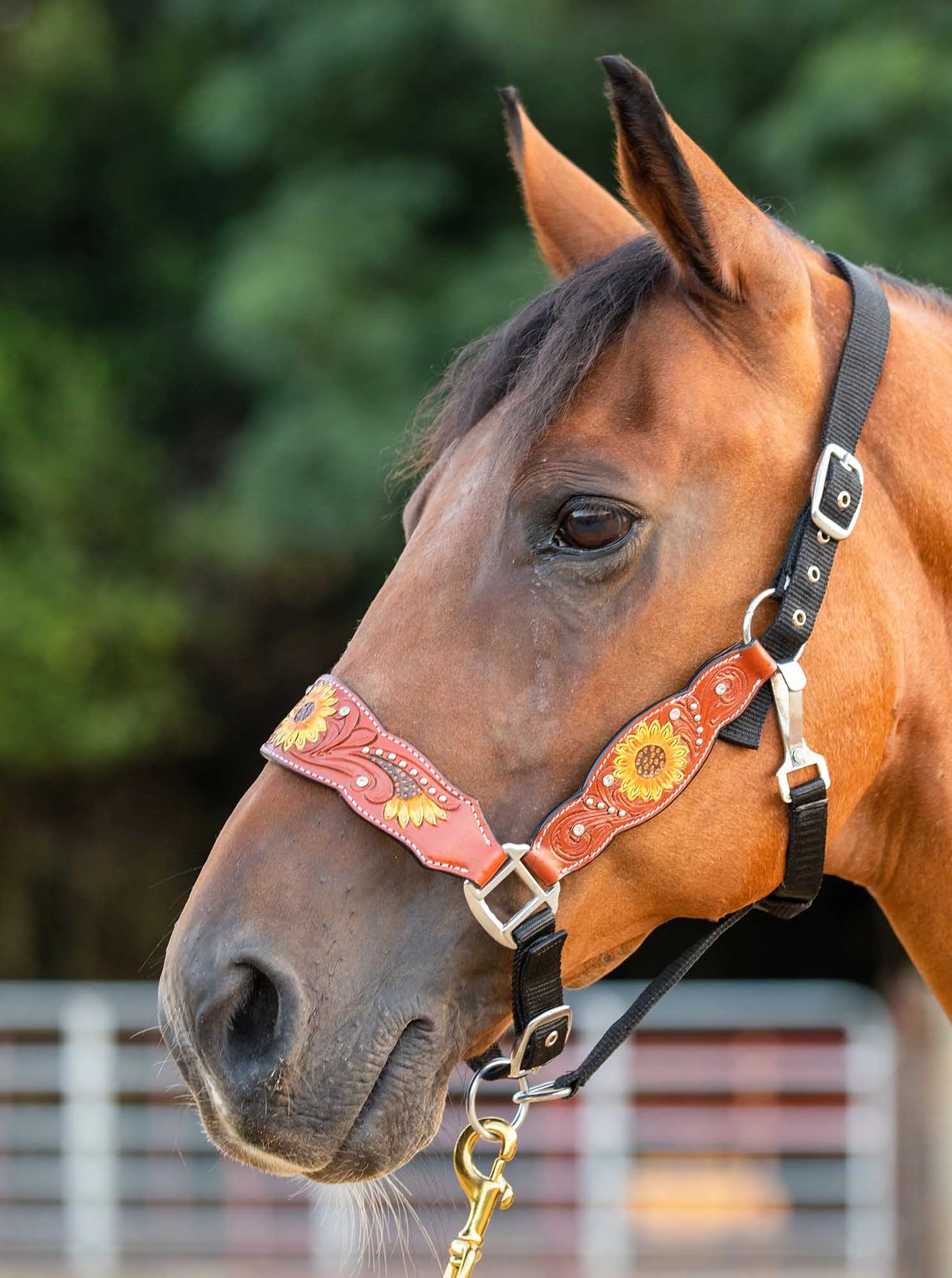 Showman Sunflower & Rhinestone Bronc Halter