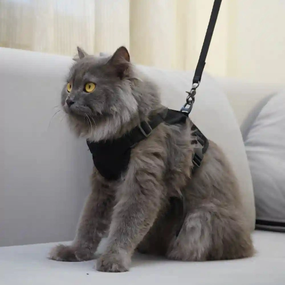 Skatrs Harness with Leash for Cats (Black)