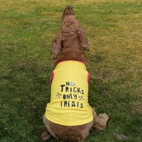 Skatrs No Tricks Only Treats Printed Summer Cotton T Shirt Dogs and Cats (Yellow)