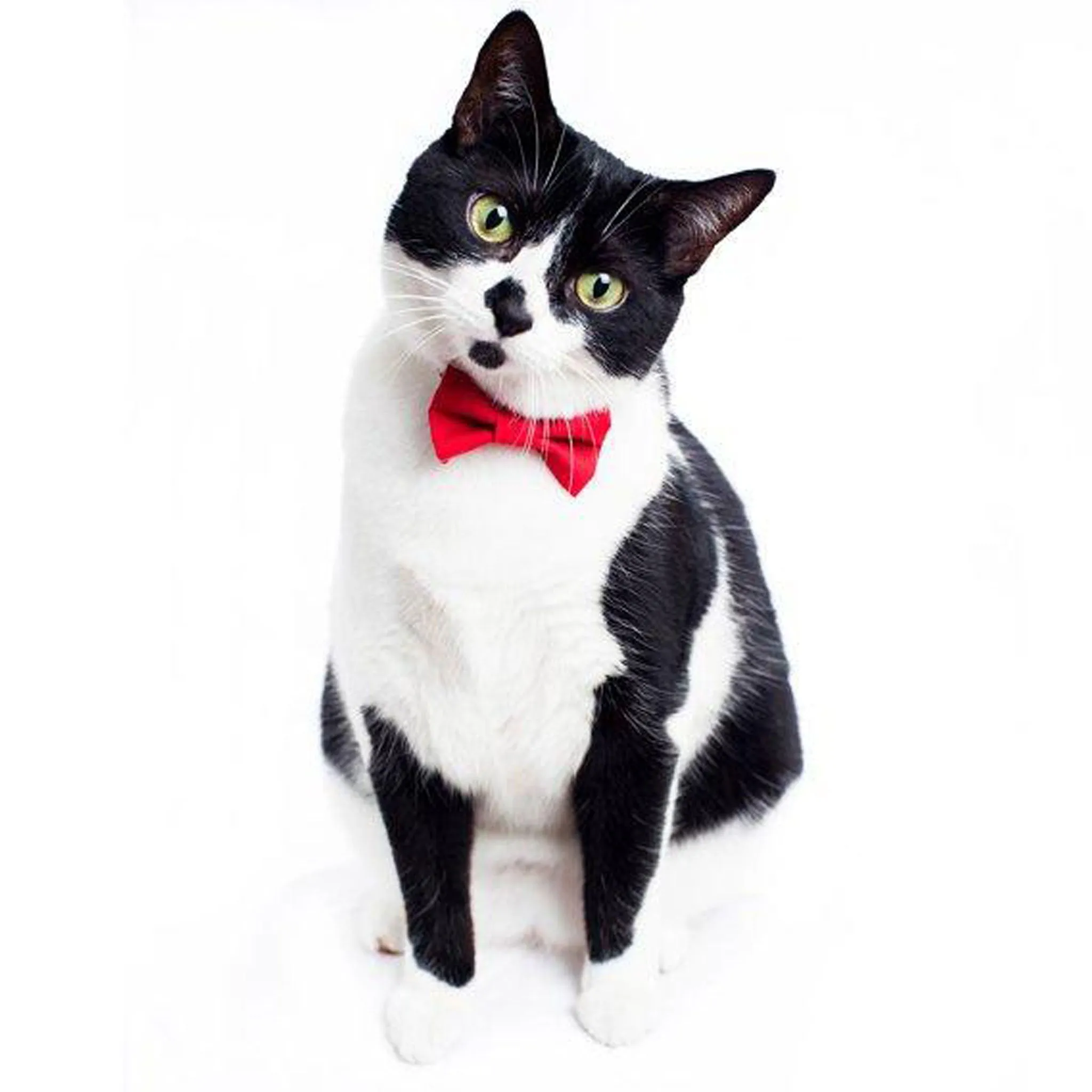 Sweet Pickles Red Bowtie - Boss is In