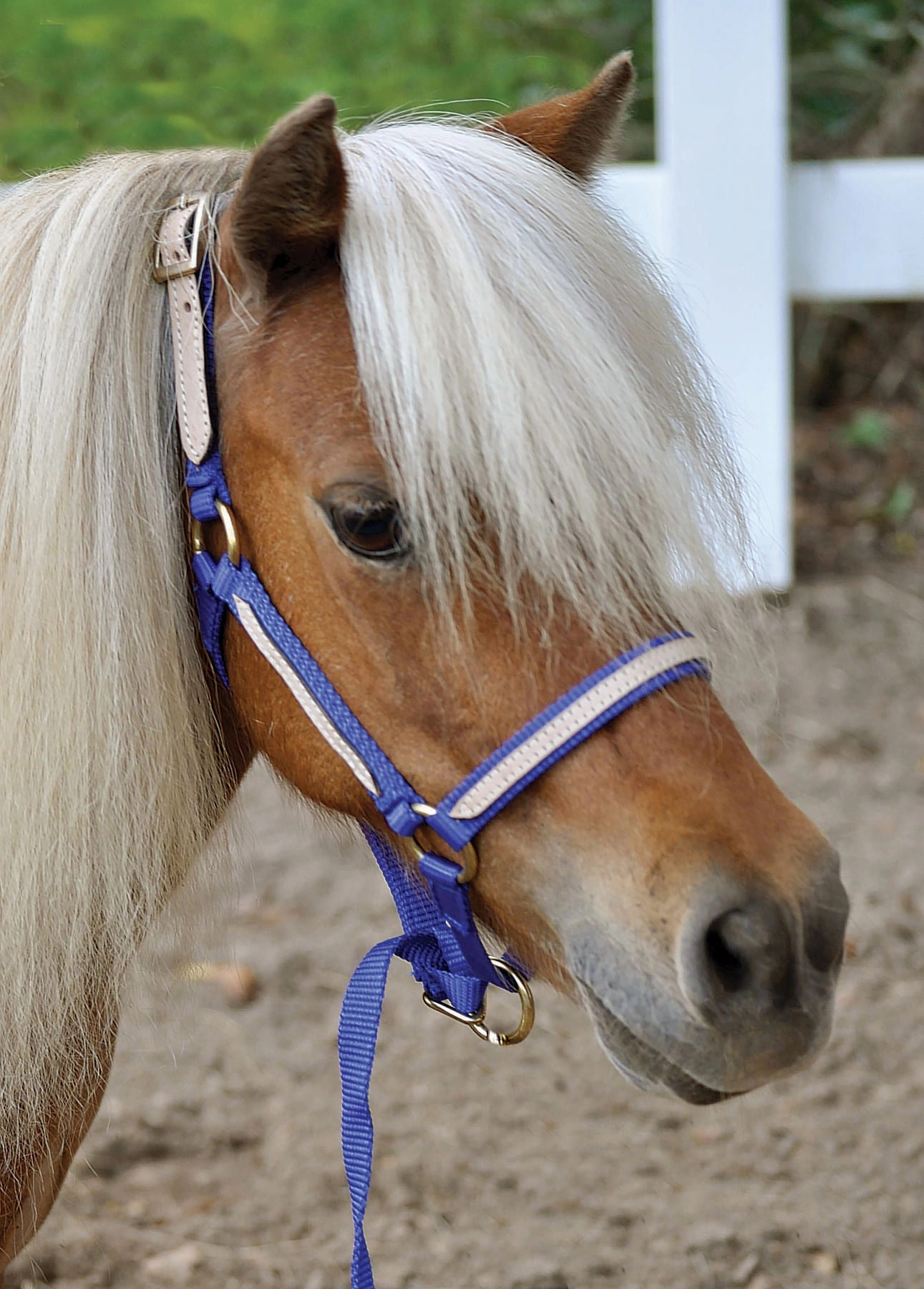 Tough1 Miniature Nylon Breakaway Halter, Large