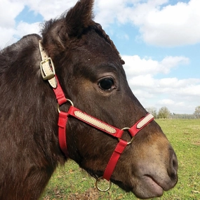 Tough1 Miniature Nylon Breakaway Halter, Large bird pet,aviary product