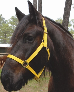 Triple E Nylon Draft Horse Halter, medium (1600-2000 lb) bird pet,aviary product