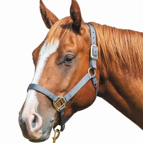 Weaver Original Nylon Horse Halter bird pet,aviary product