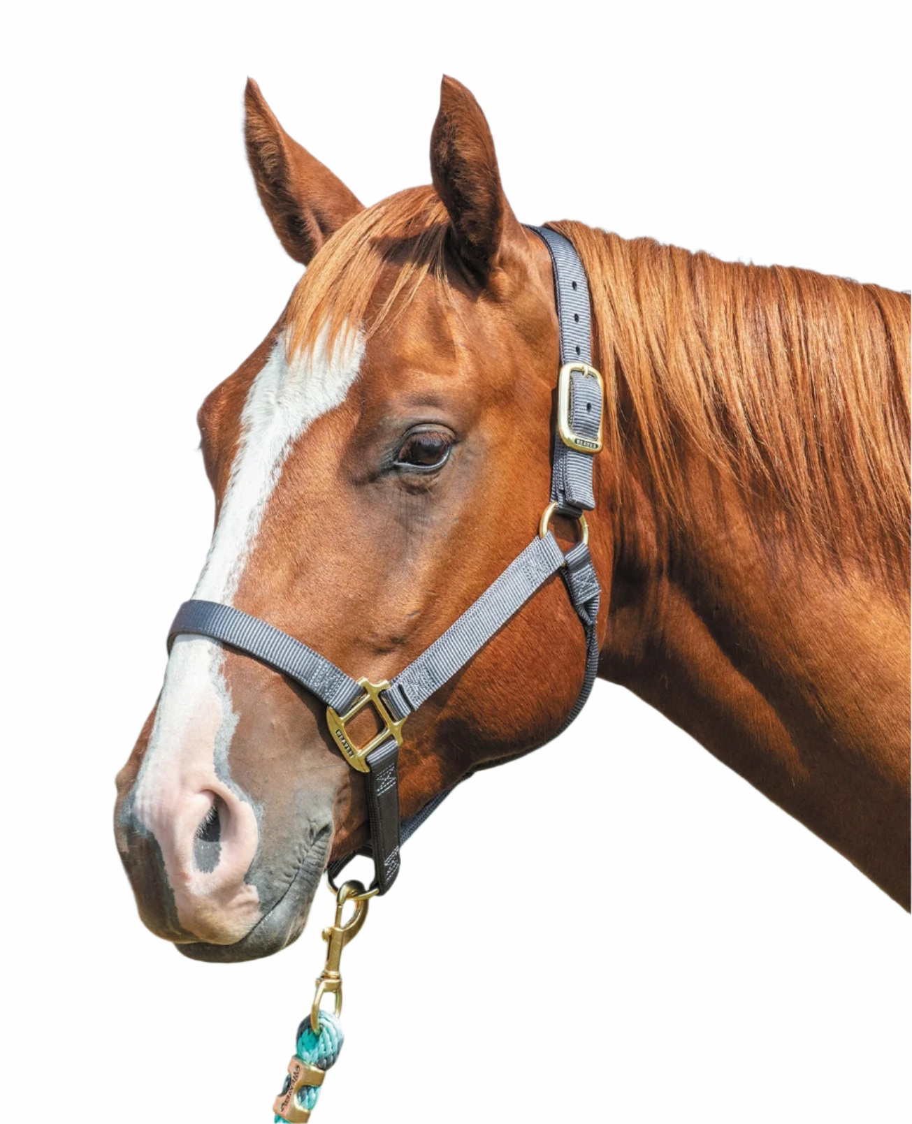 Weaver Original Nylon Horse Halter