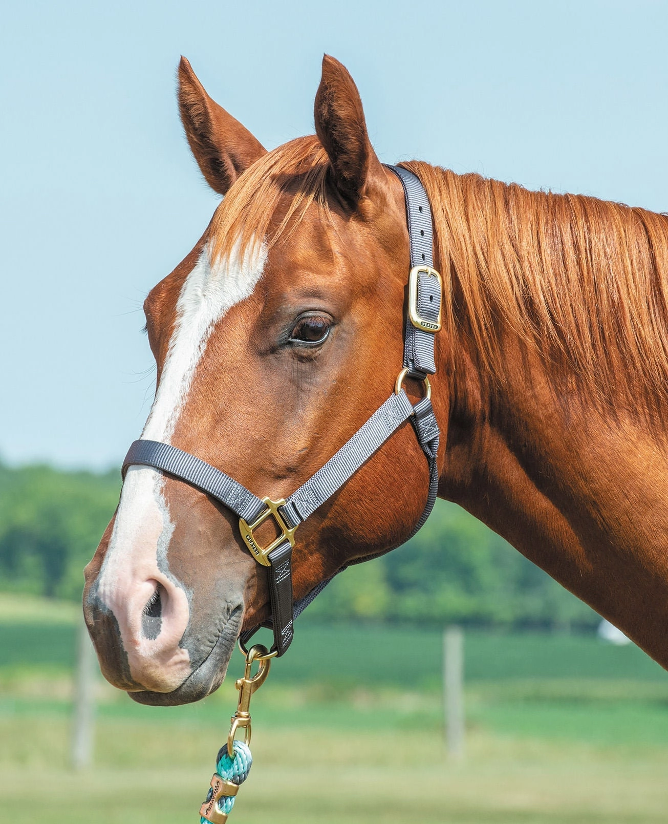 Weaver Original Nylon Horse Halter