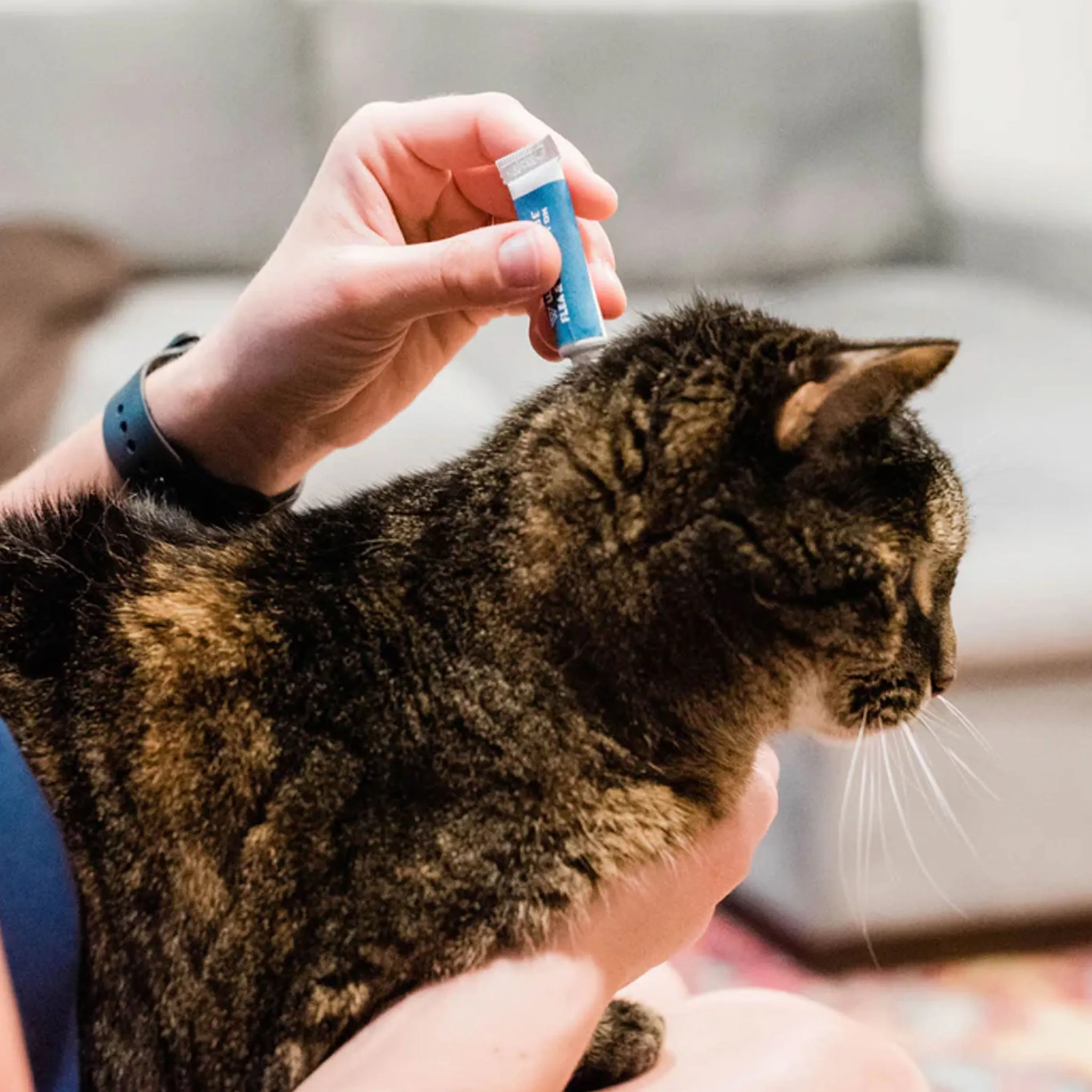 Wondercide Spot On Cedar Cat Flea and Tick